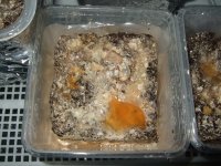 DSCF2591.JPG