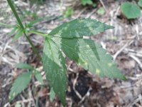20180629_140758.jpg