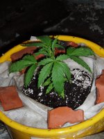 Haze II  30 06.JPG