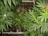 1530545579966_261.jpg