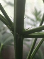 IMG-20180703-WA0001.jpg