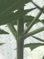 IMG-20180703-WA0004.jpg