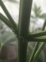 IMG-20180703-WA0003.jpg