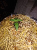 IMG_20180702_220112.jpg