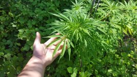 20180704_111251.jpg