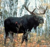 Moose_superior.jpg