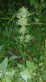20180602_211838.jpg