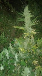 20180625_223335.jpg