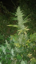 20180625_223343.jpg
