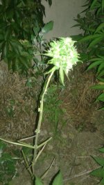 20180620_231508.jpg
