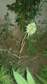 20180625_223146.jpg