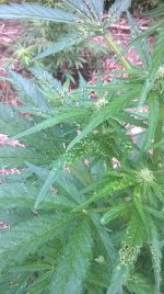 WP_20180707_09_43_22_Pro.jpg