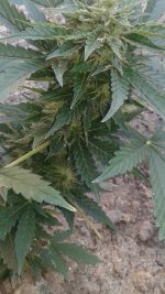 20180602_063637.jpg