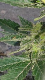 20180602_063139.jpg