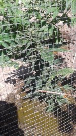 20180605_151725.jpg