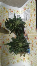 20180618_135022.jpg