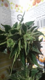 20180618_135038.jpg