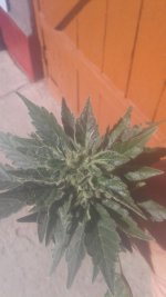 20180614_160136.jpg