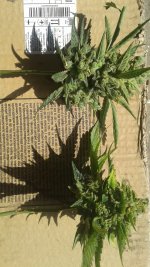 20180627_151527.jpg