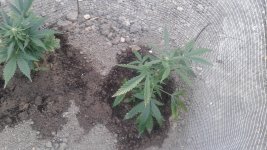 20180523_192703.jpg