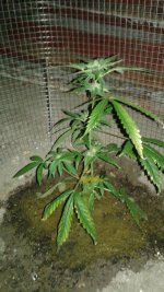 20180525_230209.jpg