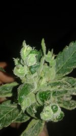 20180620_205220.jpg