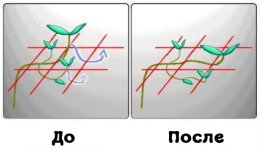 scrog process.jpg