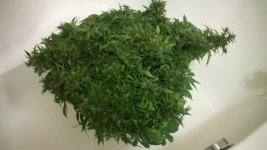 WP_20180708_003.jpg