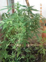 DSCN5267.JPG