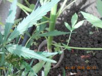 DSCN5269.JPG