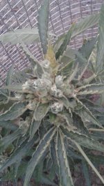 20180620_204653.jpg