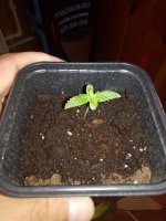 IMG_20180710_163620.jpg