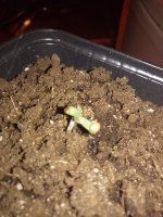 IMG_20180710_161932.jpg