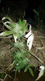 20180605_222758.jpg