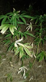 20180602_212019.jpg