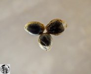 q05 - копия.jpg