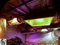 q11 - копия.jpg