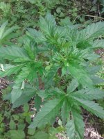 20180711_145112.jpg