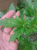 20180711_145312.jpg