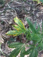 20180712_160456.jpg