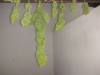 IMG_20180712_175914.jpg