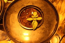 IMG_1478.JPG