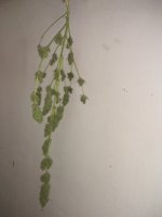 IMG_20180714_135659.jpg