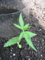 зеленое любовное зелье.JPG