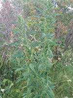 IMG_20180714_091330.jpg