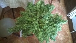 WP_20180715_008.jpg