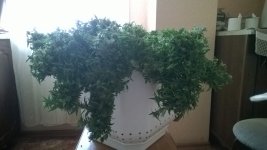 WP_20180715_010.jpg