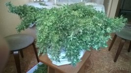 WP_20180715_011.jpg