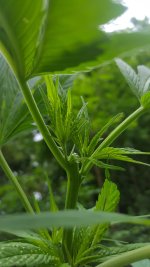20180709_110821.jpg