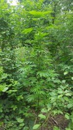 20180709_110538.jpg